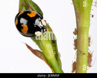 Harlekin oder asiatischen Marienkäfer, Harmonia Axyridis, Erwachsene mit schwarzem Hintergrund und vier roten unregelmäßigen Flecken, eine Variante Farbe geben, Berkshire, Juni Stockfoto