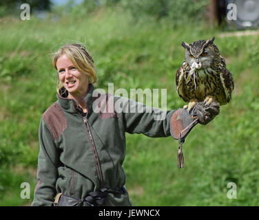 Uhu, Falknerei Display - schottische Hirsche Zentrum, Cupar, Bogen von Fife, Schottland Stockfoto