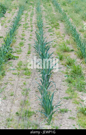 Struktur eines kultivierten Feldes nach Passage von Traktoren und Aussaat Stockfoto