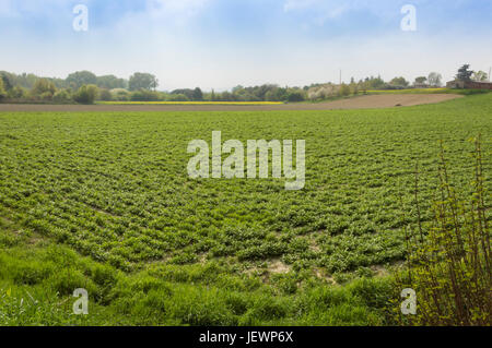 Struktur eines kultivierten Feldes nach Passage von Traktoren und Aussaat Stockfoto