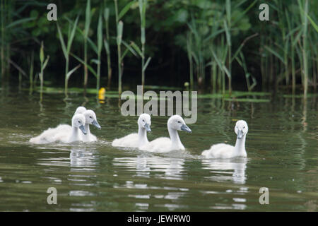 Höckerschwan Cygnets, Cygnus Olor, am Fluss Ant, Norfolk, Großbritannien. Juni Stockfoto