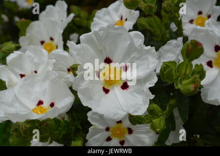 Nahaufnahme der weiß rote und gelbe Garden Flower Rock Rose cistrose in voller Blüte Stockfoto