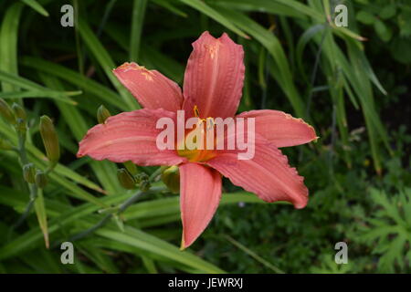 Nahaufnahme der einzelnen rosa Lilie wachsen im Garten mit anderen grünen Pflanzen und Sträuchern im Hintergrund England Großbritannien Stockfoto