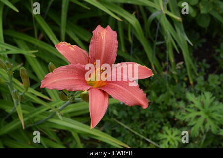 Nahaufnahme der einzelnen rosa Lilie wachsen im Garten mit anderen grünen Pflanzen und Sträuchern im Hintergrund England Großbritannien Stockfoto