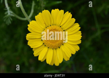 Nahaufnahme der einzelnen gelbe Blume daisy Blüte Blütenblätter, die Reinheit, die Unschuld der Kindheit und Sauberkeit mit Out of Focus Green Hintergrund Stockfoto