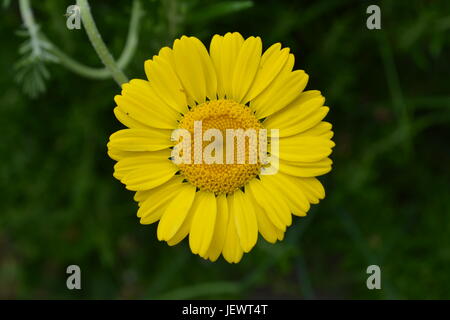 Nahaufnahme der einzelnen gelbe Blume daisy Blüte Blütenblätter, die Reinheit, die Unschuld der Kindheit und Sauberkeit mit Out of Focus Green Hintergrund Stockfoto