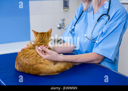 Eine Frau Tierarzt Ablegen einer Katze Stockfoto