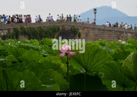 (170628)--HANGZHOU, 28. Juni 2017 (Xinhua)--Foto am 28. Juni 2017 zeigt eine Lotosblume in West Lake Hangzhou, Hauptstadt der ostchinesischen Provinz Zhejiang. Lotusblumen hier trat ihre beste Zeit des Jahres, und die Blütezeit dauert bis Anfang September. (Xinhua/Huang Zongzhi) (Wjq) Stockfoto