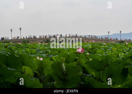 (170628)--HANGZHOU, 28. Juni 2017 (Xinhua)--Menschen genießen Sie die Landschaft von Lotusblüten in West Lake Hangzhou, Hauptstadt der ostchinesischen Provinz Zhejiang, 28. Juni 2017. Lotusblumen hier trat ihre beste Zeit des Jahres, und die Blütezeit dauert bis Anfang September. (Xinhua/Huang Zongzhi) (Wjq) Stockfoto