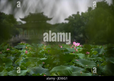 (170628)--HANGZHOU, 28. Juni 2017 (Xinhua)--Menschen genießen Sie die Landschaft von Lotusblüten in West Lake Hangzhou, Hauptstadt der ostchinesischen Provinz Zhejiang, 28. Juni 2017. Lotusblumen hier trat ihre beste Zeit des Jahres, und die Blütezeit dauert bis Anfang September. (Xinhua/Huang Zongzhi) (Wjq) Stockfoto