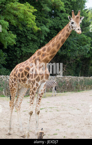 Hohe Giraffe steht in den Sand und schaut sich um Stockfoto