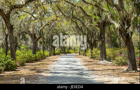 Überdachte Landstraße im Süden der Vereinigten Staaten.  Der Pfad ist eingerahmt von Azaleen und spanischem Moos von Phaseneiche Bäumen hängen. Stockfoto