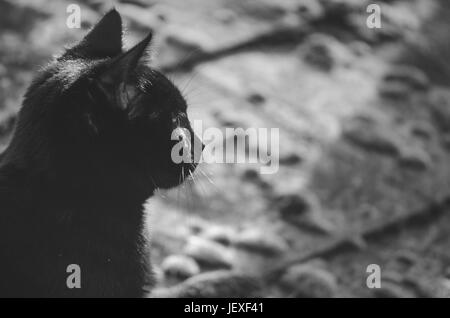 schwarze Katze aus seiner Seite, sitzend auf dem Dach, der Blick in die Sonne Stockfoto