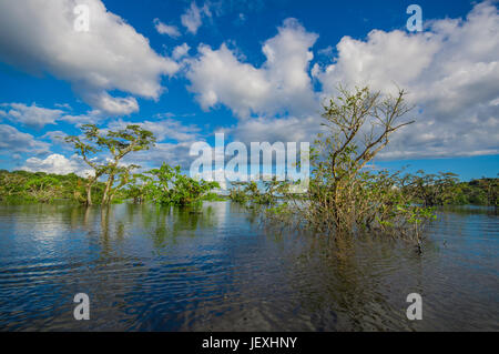 Wasser-Bäumen in tropischen und subtropischen Gezeiten-Bereiche, Cuyabeno Wildlife Reserve Nationalpark in Ecuador, in einen sonnigen Tag gefunden. Stockfoto