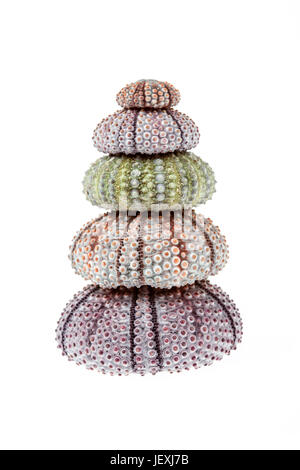 Stapel von Seeigel Skelette oder Schalen isoliert auf weißem Hintergrund Stockfoto