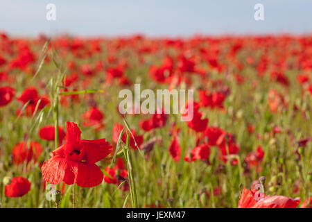 West pentire in der Nähe von Newquay in Cornwall, UK. Erdgeschoss Klatschmohn bis full frame schließen. Konzentrieren Sie sich auf einzelne Poppy im Vordergrund. Stockfoto