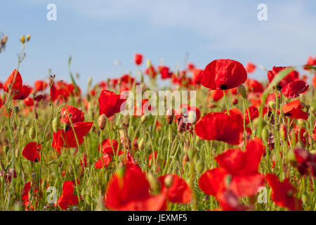 West pentire in der Nähe von Newquay in Cornwall, UK. Geringe Klatschmohn bis full frame schließen. Konzentrieren Sie sich auf einzelne Poppy. Wachstum Konzept. Stockfoto