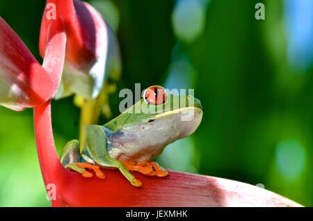 Eine rote Augen Laubfrosch, Agalychnis Callidryas, ruht auf einer Anlage im Tortuguero Nationalpark. Stockfoto