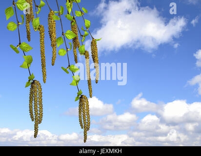 Zweige der eine Birke mit palmkätzchen Stockfoto