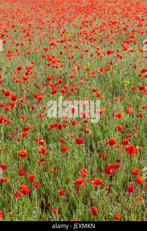 West pentire in der Nähe von Newquay in Cornwall, UK. Wiese von klatschmohn full frame. Vertikale. Stockfoto