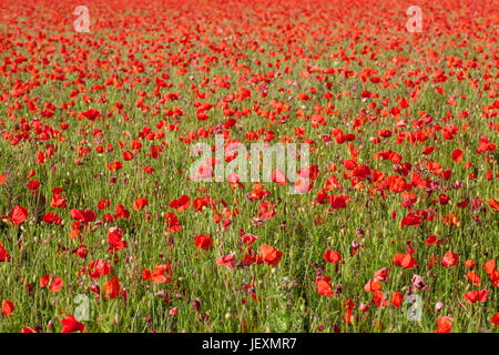 West pentire in der Nähe von Newquay in Cornwall, UK. Wiese von klatschmohn full frame. Stockfoto