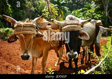 Traditionelle Landwirtschaft mit Ochsen in Vinales Tal, Pinar Del Rio Provinz, Kuba. Stockfoto