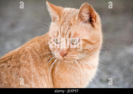 Porträt einer niedlichen kleinen orange Katze außerhalb Stockfoto