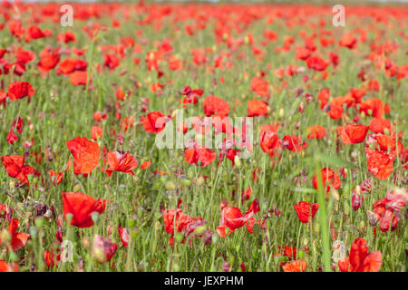 West pentire in der Nähe von Newquay in Cornwall, UK. Klatschmohn. niedrigen Winkel full frame. Stockfoto