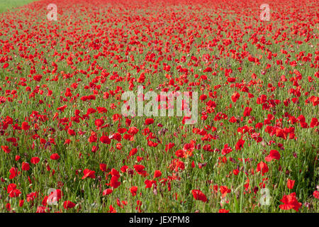 West pentire in der Nähe von Newquay in Cornwall, UK. wilder Mohn Wiese. full frame. Stockfoto