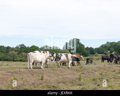ein Bereich der Milchkühe außerhalb von der Seite gesehen Stockfoto