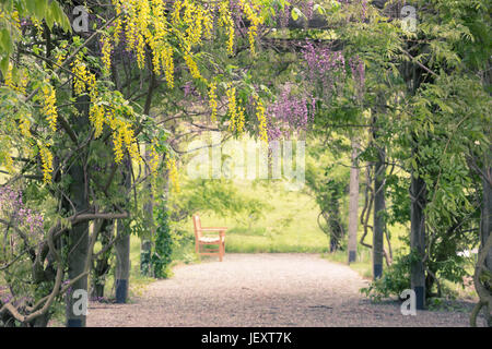 Bank unter einer Pergola mit gelb und lila Glyzinien. Stockfoto