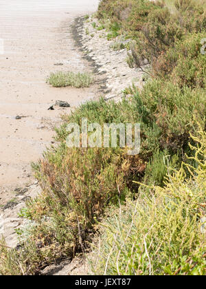 Küste Uferlinie Linie Nahaufnahme von Laub Schlamm und Steinen Stockfoto