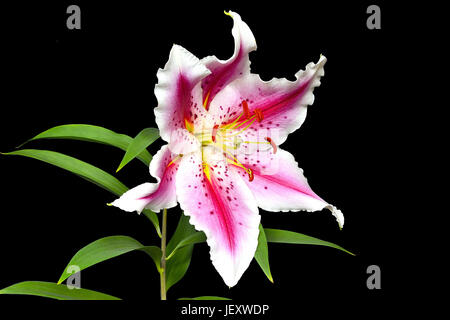 Elegante getupft rosa Lilie isoliert auf Schwarz Stockfoto