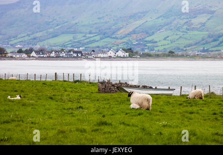 Schafe weiden entlang der Glenarm Antrim Coast Road in County Antrim, Irland Stockfoto