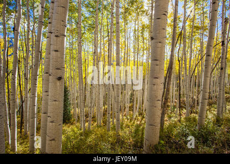 Ein Wald von bunten Espe Bäume im Herbst entlang Kebler Pass, Colorado. Stockfoto