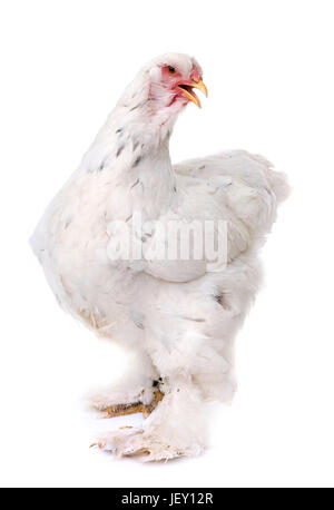 Brahma Huhn vor weißem Hintergrund Stockfoto