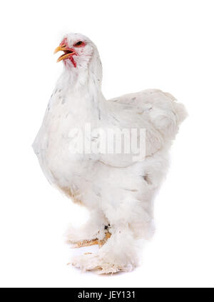 Brahma Huhn vor weißem Hintergrund Stockfoto