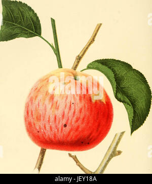 "Die Früchte von Amerika: reich mit farbigen Zahlen und vollständige Beschreibung der erlesensten Sorten kultiviert in den Vereinigten Staaten (1848) Stockfoto