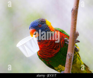 Porträt von Parrot - Allfarblori Stockfoto