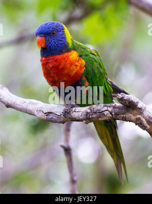 Porträt von Parrot - Allfarblori Stockfoto