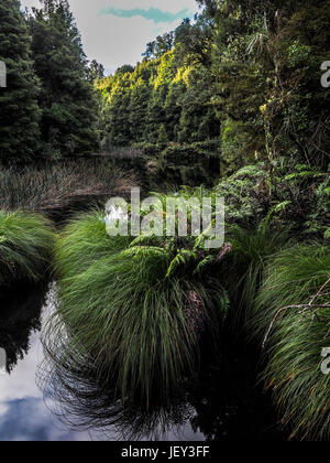 Ohinetonga Lagoon, Owhango, Ruapehu-Distrikt, Neuseeland Stockfoto