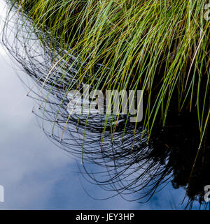 Geschwungene Stiel des Carex-Segge spiegelt sich in stillem Wasser, Wolken blauer Himmel und verschiedene Kurven Linien, Ohinetonga Lagoon, Owhango, Ruapehu-Distrikt, neue Zea Stockfoto