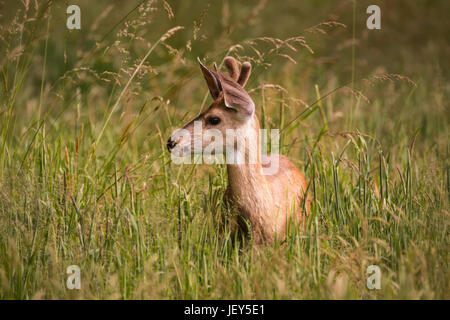 Juvenile Rotwild im hohen Gras Stockfoto