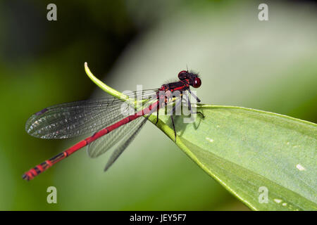 große rote damselfly Stockfoto