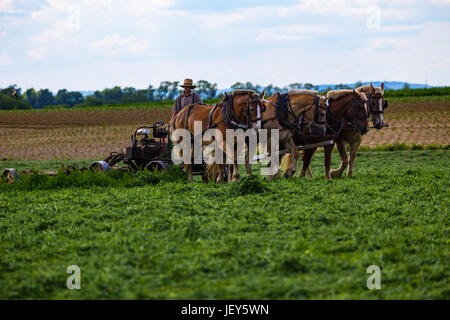 Strasburg, PA - 27. Juni 2017: Amish Junglandwirt verwendet Pferde Heu auf dem Lancaster County-Bauernhof im ländlichen Pennsylvania zu schneiden. Stockfoto