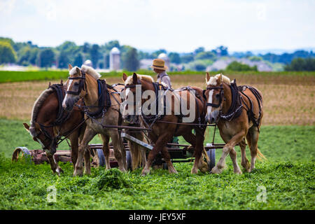 Strasburg, PA - 27. Juni 2017: Amish Junglandwirt verwendet Pferde Heu auf dem Lancaster County-Bauernhof im ländlichen Pennsylvania zu schneiden. Stockfoto