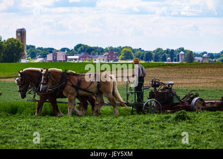 Strasburg, PA - 27. Juni 2017: Amish Junglandwirt verwendet Pferde Heu auf dem Lancaster County-Bauernhof im ländlichen Pennsylvania zu schneiden. Stockfoto
