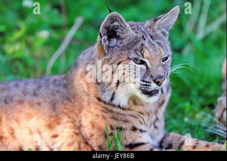 Etwa doppelt so groß wie eine Hauskatze, ein rotluchs (Lynx rufus) in Ruhe in dem kleinen Cosley Zoo in Wheaton, Illinois, USA. Stockfoto