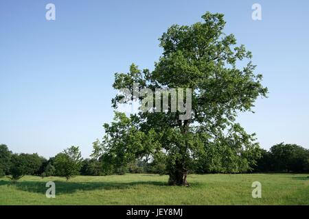 Elm in einem Park in Magdeburg. Stockfoto