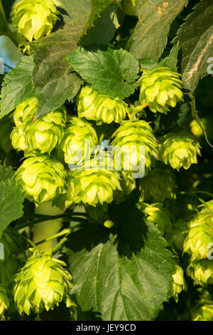 Hopfen, Marion County, Oregon Stockfoto